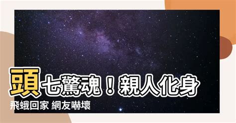 頭七 蛾|「頭七」化身昆蟲回家！網友：「忍住」不能打 